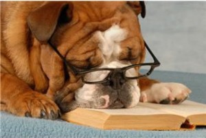 dog reading picture