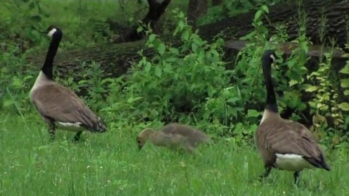 Image of two geese and young