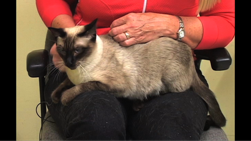 Image of cat on lap Pet Of The Week for May 9 2012