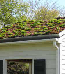 Picture of green roof