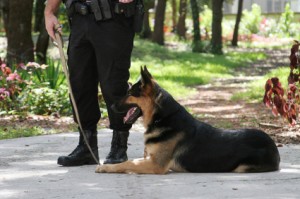 Image of dog sitting next to policeman