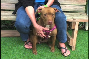Emerald Rose the pit bull needs a home