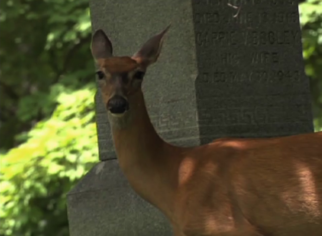 White Tail Deer in Rockville Cemetery