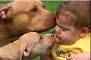 Image of pit-bull dogs with baby