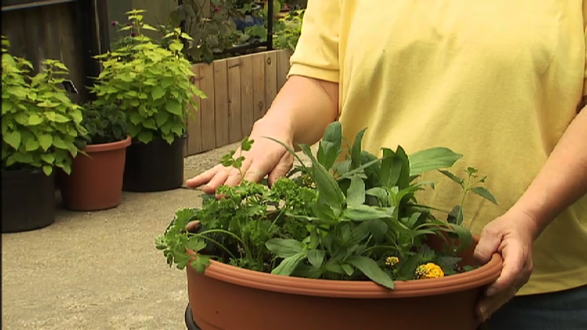 Planter with butterfly friendly plants