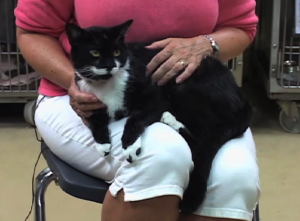 Mole the cat is the pet of the week