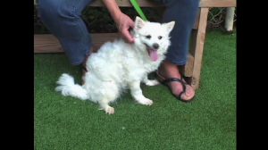 Image of cute white dog called Snowball