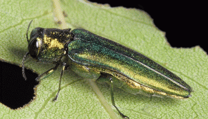 image of Emerald Ash Borer