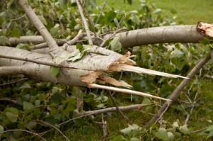 Image of fallen tree, Montgomery County to Begin Special Storm Tree Debris Pickups