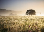Air Quality Alert – Code Orange Image of intense sunshine on field