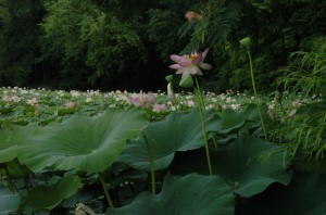 Kentlands Lilypads Photograph by Phil Fabrizio