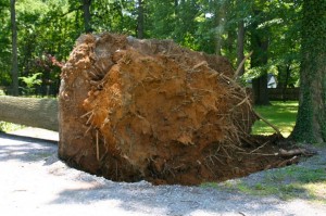 Image of tree toppled over in recent wind storm, on Montgomery Community Media