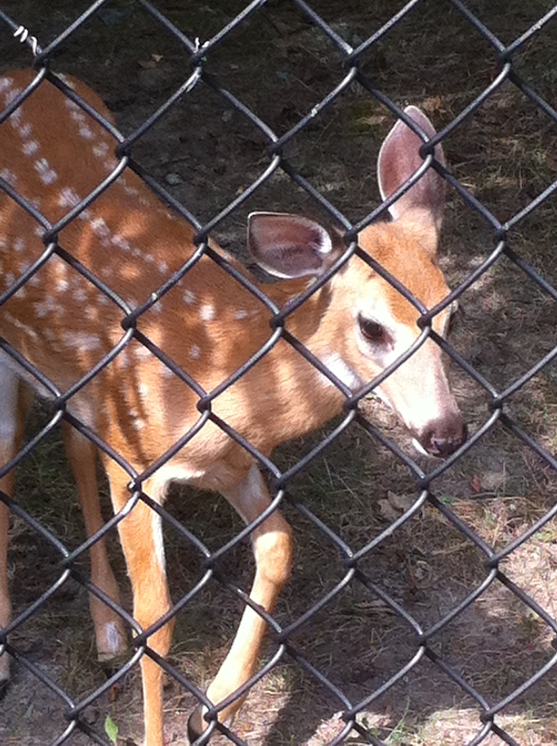 baby deer