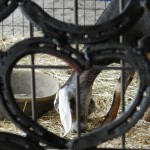 image of goat eating hay