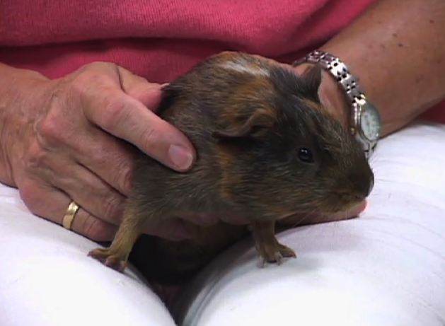 Baby guinea pig named Mork