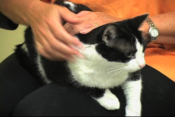 Pet of the Week Tonic female cat