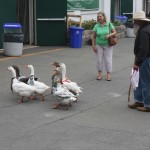 Image of geese at fair