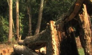 image of downed tree