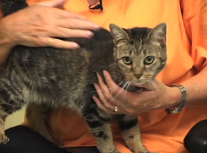 Kathi Stanhope with Kansas the cat