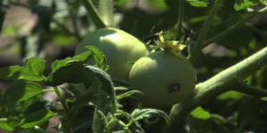 tomatoe plant