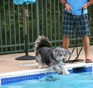 dog jumping in pool to swim