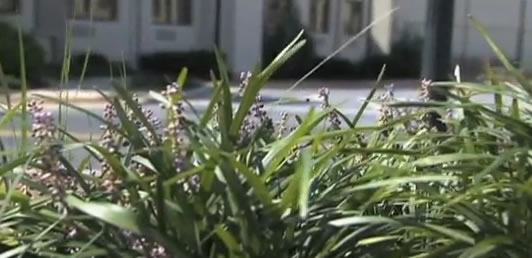 green plants in urban setting