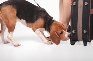 dog sniffing suitcase