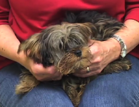 Yorkie at Montgomery County Humane Society