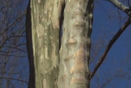 Photo of Crepe Myrtle with damage