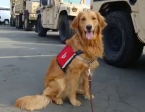 Photo of service dog