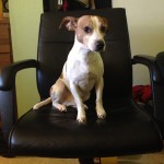 photo dog sitting in desk chair