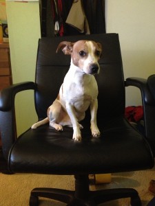 photo dog sitting in desk chair