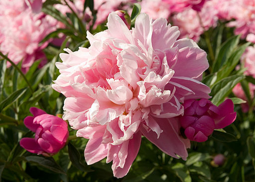 photo Schwartz peony