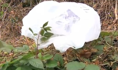 photo plastic bag litter side of the road