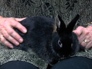 photo of Bosley the rabbit