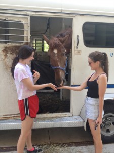 My friends hanging with a police horse at the park!