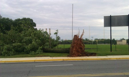 photo tree uprooted