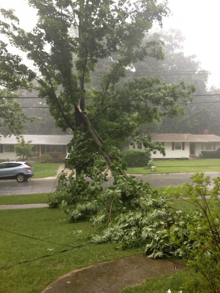 Tree Down in Rockville