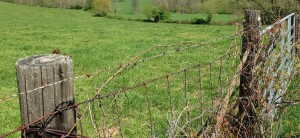 fence and fieldjpg
