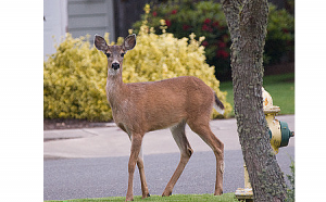 deer in road for slider 450 x 280