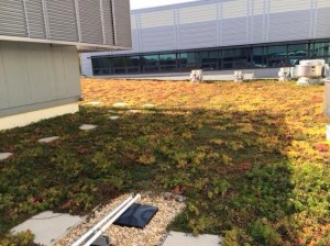 Transit Operations Center green roof