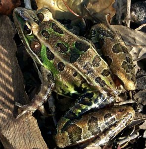 soutern leopard frog