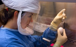 Microbiologist working in lab