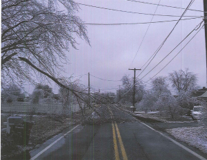 downed trees Feb 5
