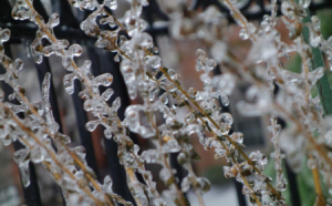 freezing rain and sleet on plant for slider 450 x 280