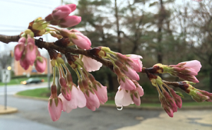 photo of Kenwood Cherry Tree blossoms