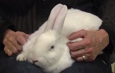 photo of white rabbit
