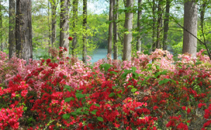 azaleas at Brighton Dam  for slider 450x280