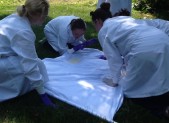 Researchers from Clongen Laboratories pick ticks off of a white sheet used to find ticks in Quince Orchard Park.