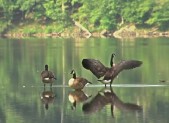 photo of geese at Lake Needwood